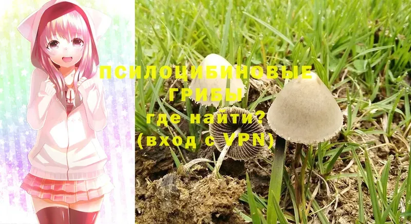 купить наркоту  Вельск  Галлюциногенные грибы Magic Shrooms 